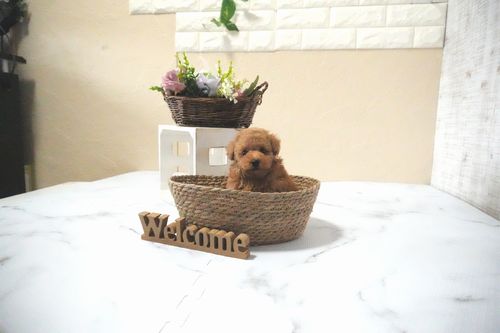 滋賀県のトイプードル(タイニー) (いっぷく湖南店/2025年11月28日生まれ/男の子/レッドフォーン)の子犬の4枚目の画像