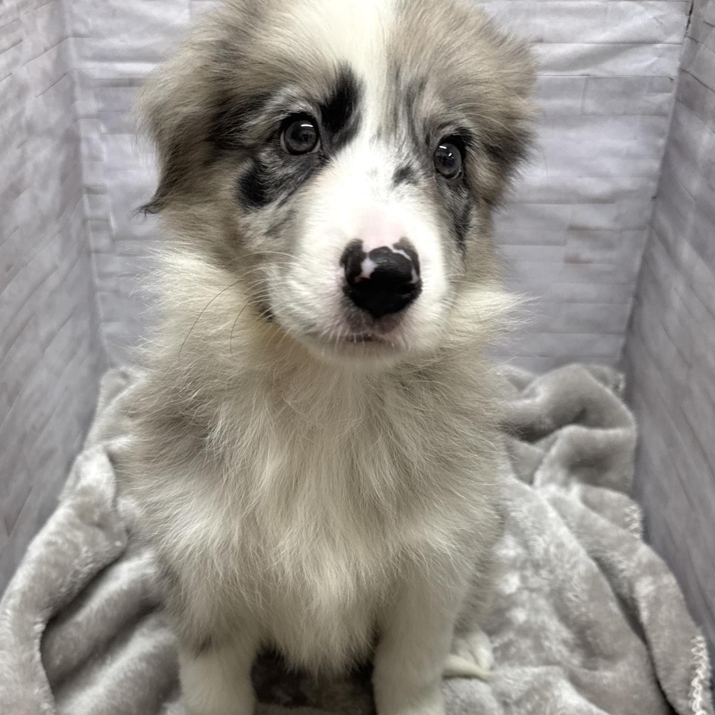 岐阜県のボーダーコリー (ペットプラザ岐阜店/2026年8月15日生まれ/男の子/ブルーマール)の子犬