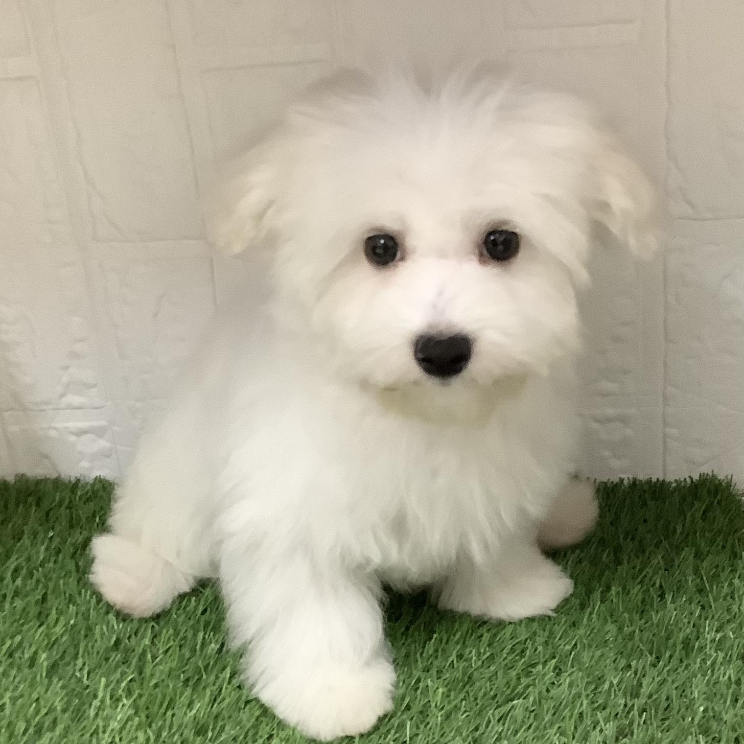 福岡県のハーフ犬・ミックス犬 (ドッグズホーム旗崎店/2026年1月25日生まれ/男の子/ホワイト)の子犬