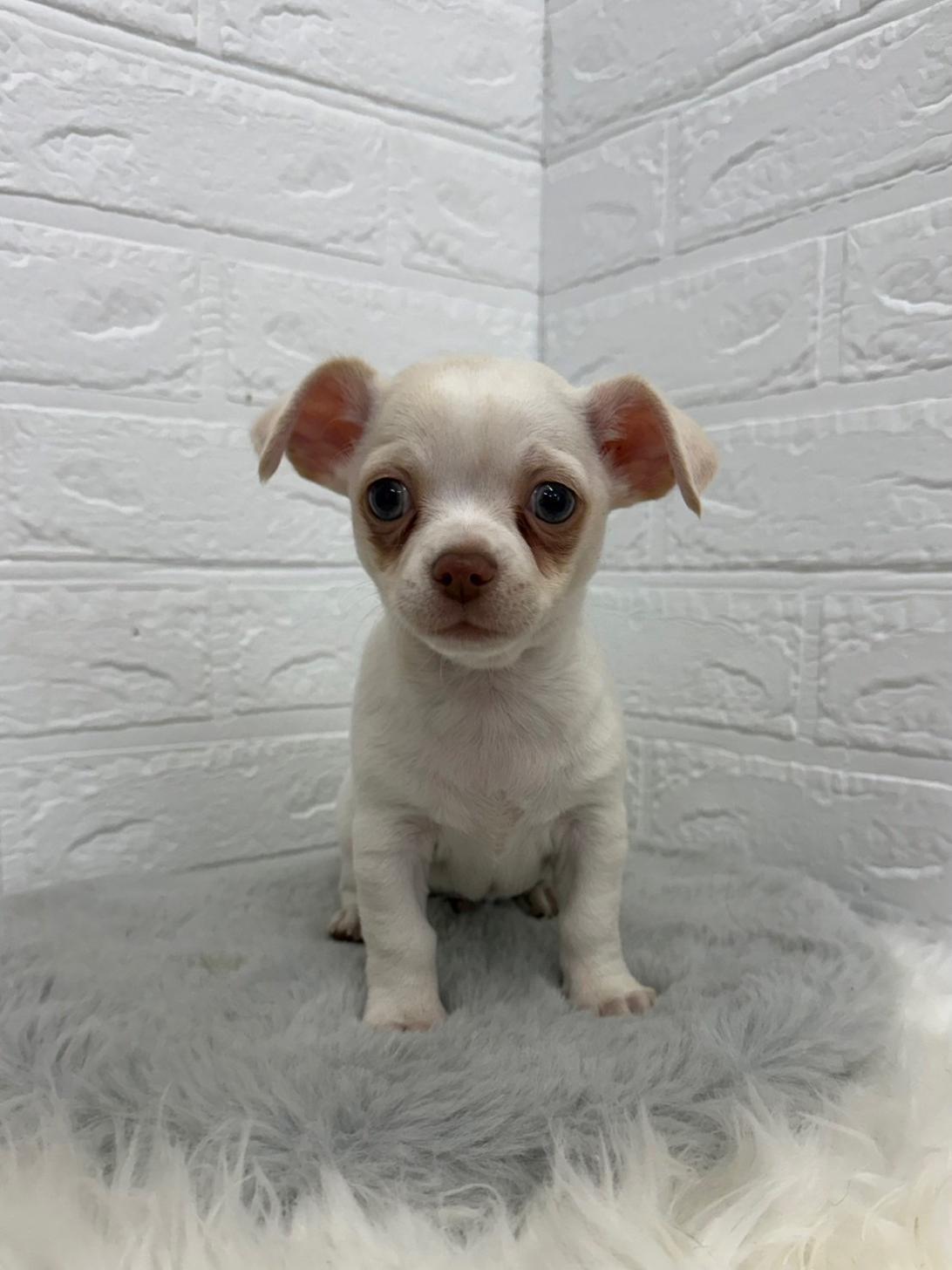 東京都のチワワ(スムース) (ペットショップcoco東京港区店/2025年12月14日生まれ/男の子/ホワイト)の子犬