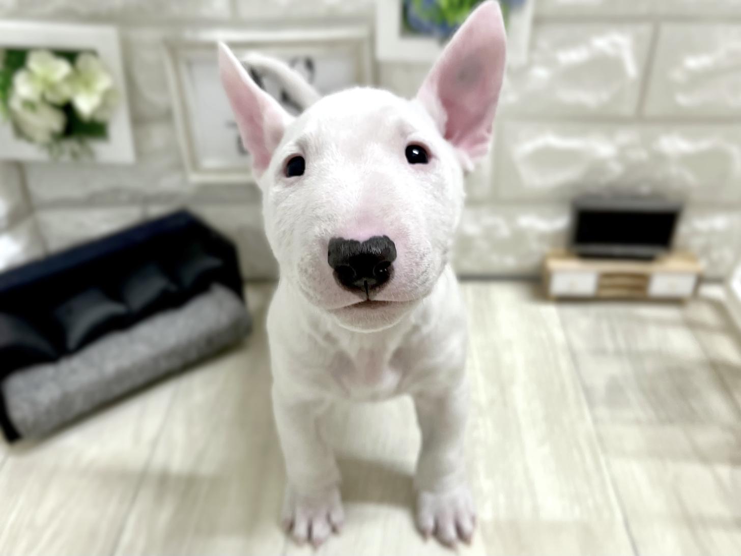 2025年12月6日生まれのミニチュアブルテリア