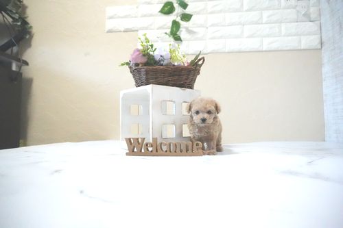 滋賀県のトイプードル(ティーカップ) (いっぷく湖南店/2025年11月23日生まれ/女の子/オレンジフォーン)の子犬の1枚目の画像