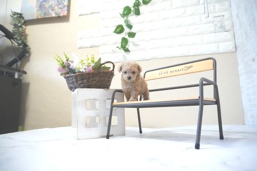 滋賀県のトイプードル(ティーカップ) (いっぷく湖南店/2025年11月23日生まれ/女の子/オレンジフォーン)の子犬の2枚目の画像