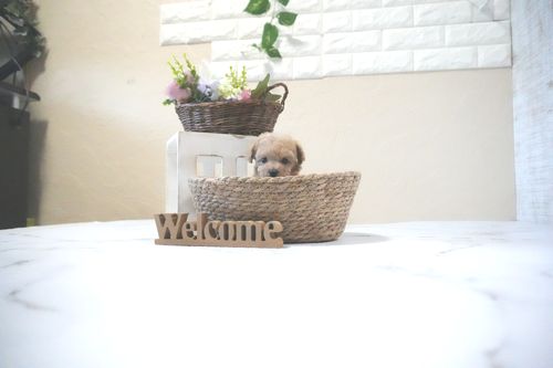 滋賀県のトイプードル(ティーカップ) (いっぷく湖南店/2025年11月23日生まれ/女の子/オレンジフォーン)の子犬の3枚目の画像