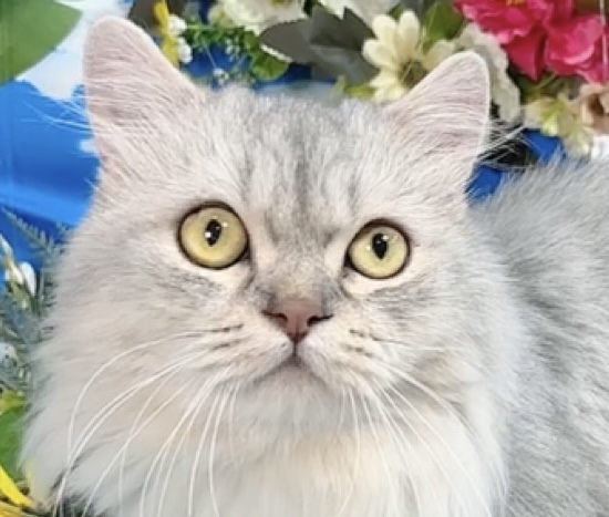 千葉県のミヌエット (Breeder & Petsalon MAU/2022年10月3日生まれ/男の子/チンチラシルバー)の子猫の1枚目の画像