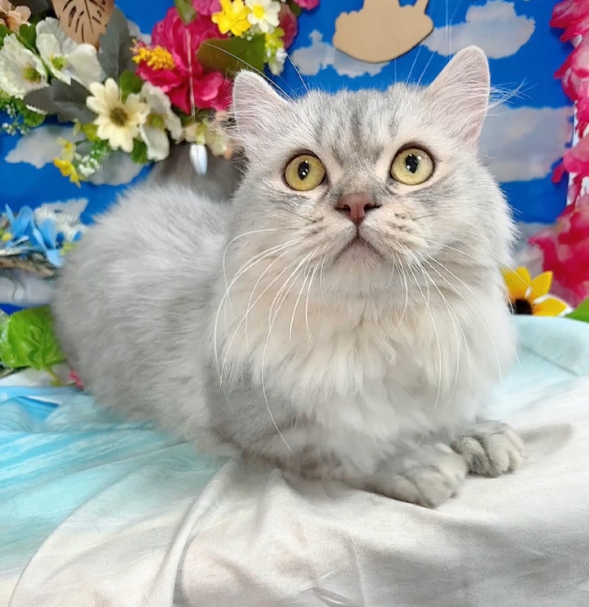 千葉県のミヌエット (Breeder & Petsalon MAU/2022年10月3日生まれ/男の子/チンチラシルバー)の子猫の2枚目の画像