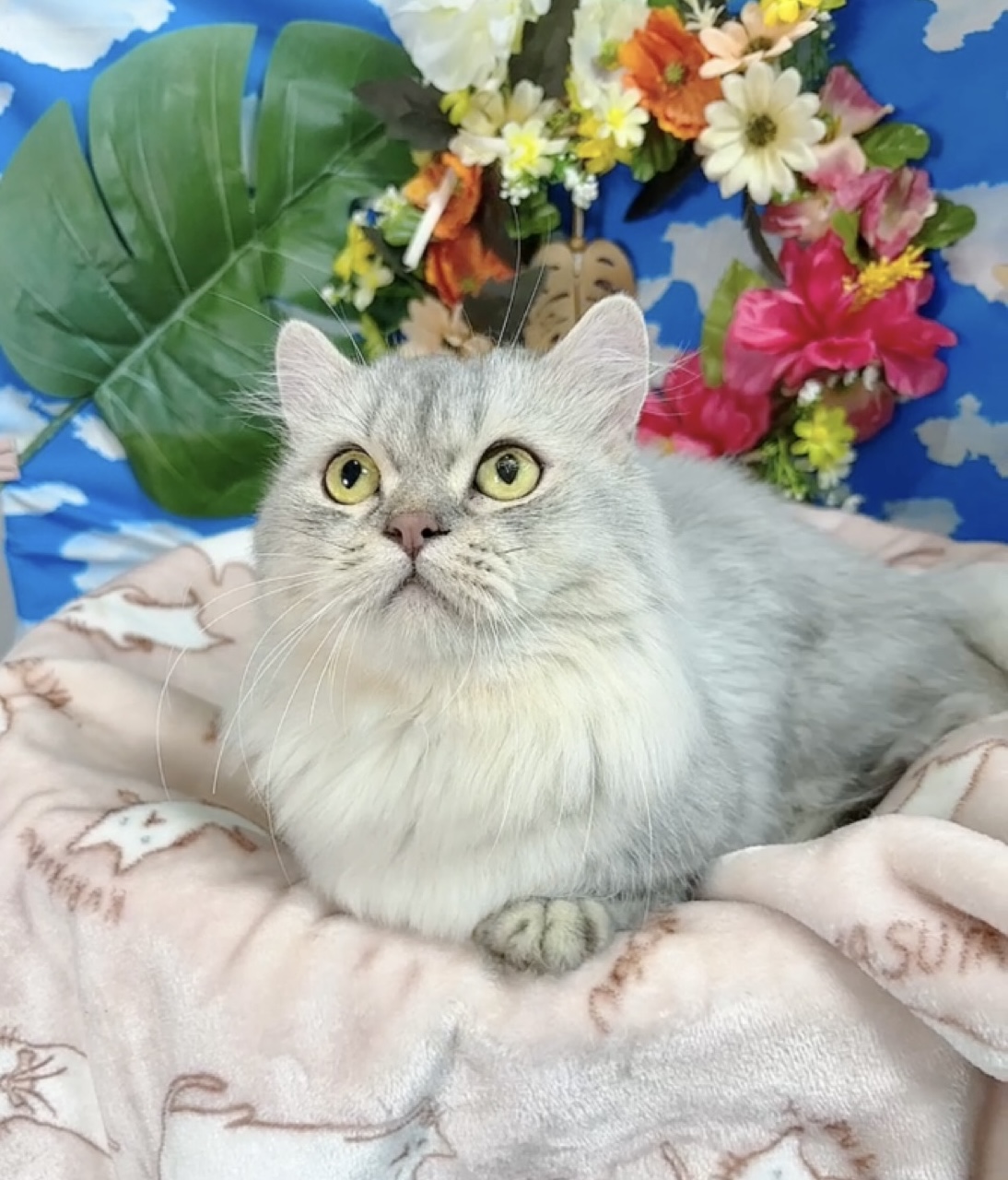 千葉県のミヌエット (Breeder & Petsalon MAU/2022年10月3日生まれ/男の子/チンチラシルバー)の子猫の3枚目の画像