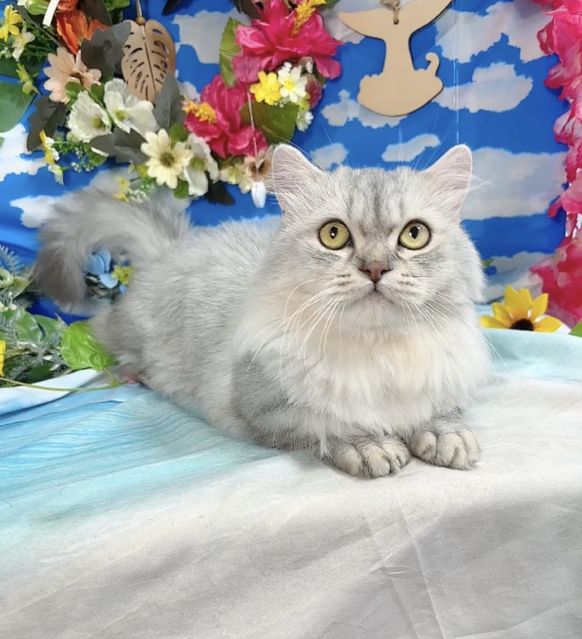 千葉県のミヌエット (Breeder & Petsalon MAU/2022年10月3日生まれ/男の子/チンチラシルバー)の子猫の4枚目の画像
