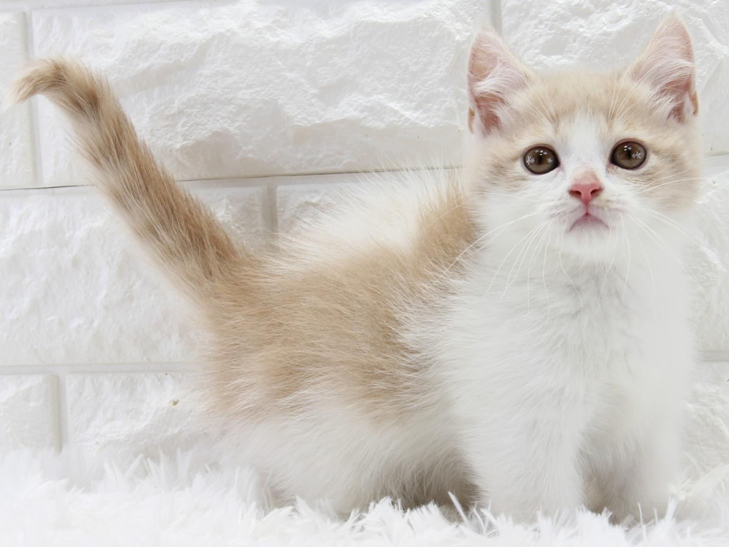 愛知県のマンチカン (猫福家 名古屋南店/2025年12月19日生まれ/女の子/マッカレルタビー＆ホワイト)の子猫の1枚目の画像