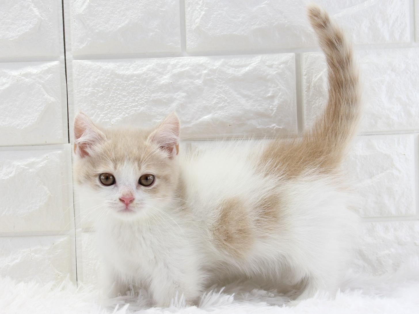 愛知県のマンチカン (猫福家 名古屋南店/2025年12月19日生まれ/女の子/マッカレルタビー＆ホワイト)の子猫の2枚目の画像