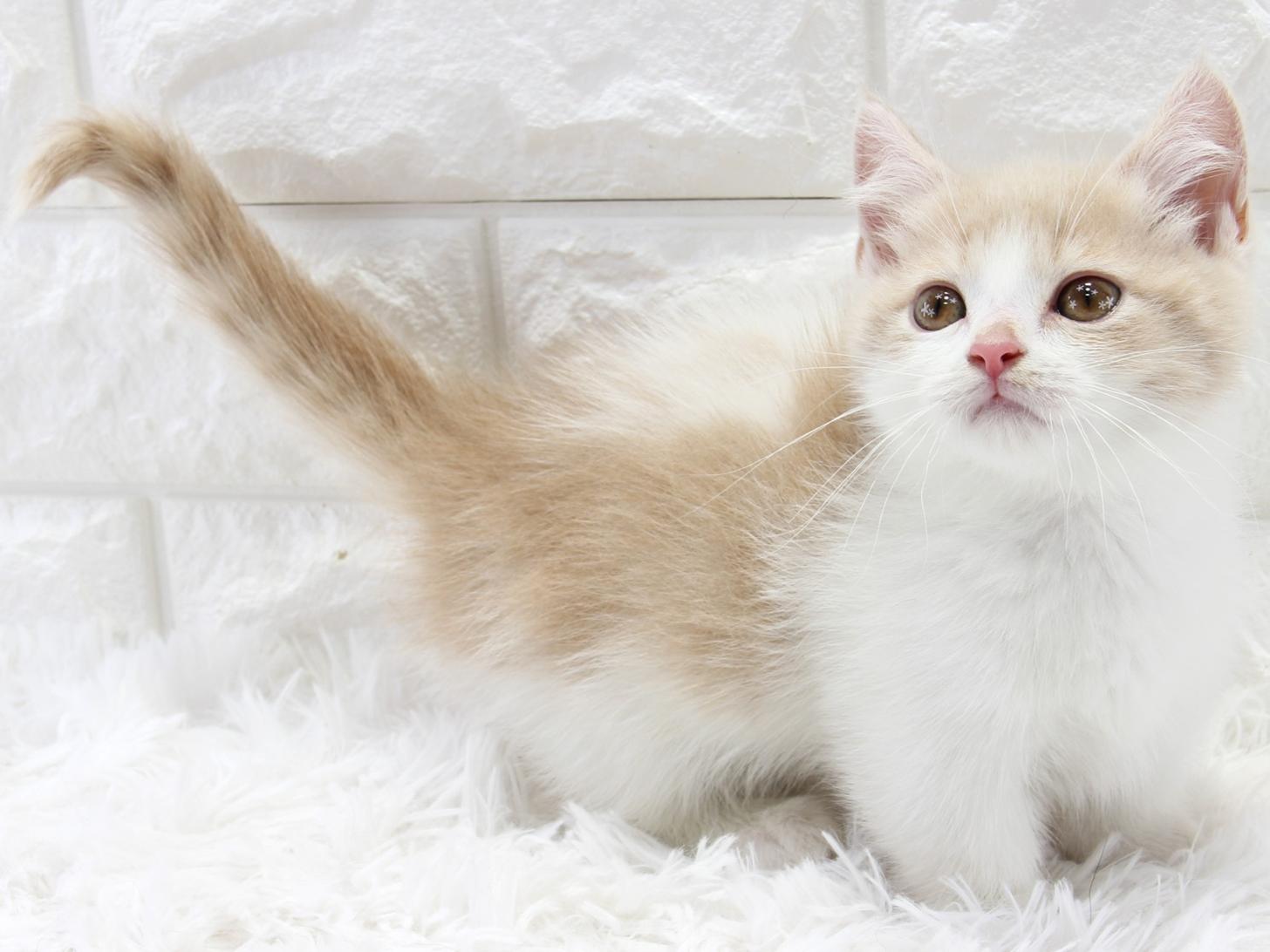 愛知県のマンチカン (猫福家 名古屋南店/2025年12月19日生まれ/女の子/マッカレルタビー＆ホワイト)の子猫の3枚目の画像