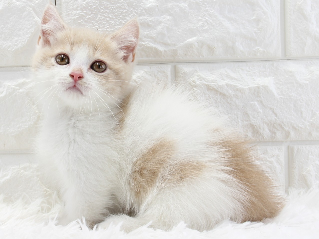 愛知県のマンチカン (猫福家 名古屋南店/2025年12月19日生まれ/女の子/マッカレルタビー＆ホワイト)の子猫の4枚目の画像