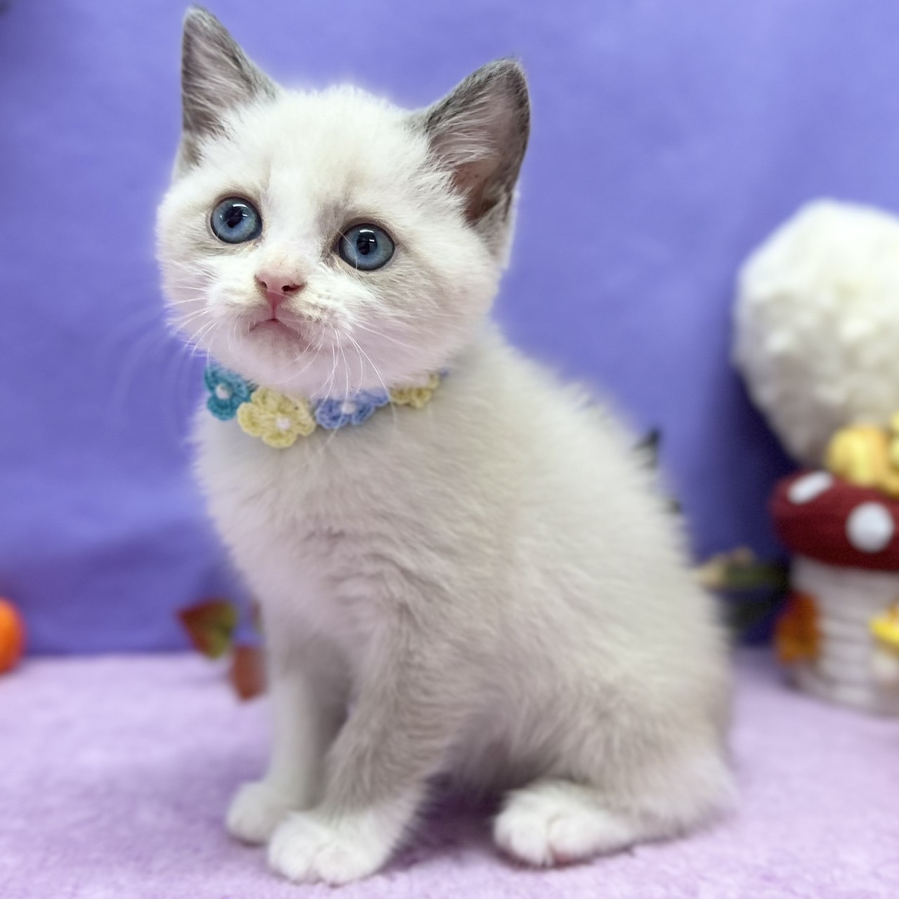神奈川県のスコティッシュフォールド (にゃんこハウスPAW/2025年8月23日生まれ/男の子/ブルーポイント)の子猫の3枚目の画像