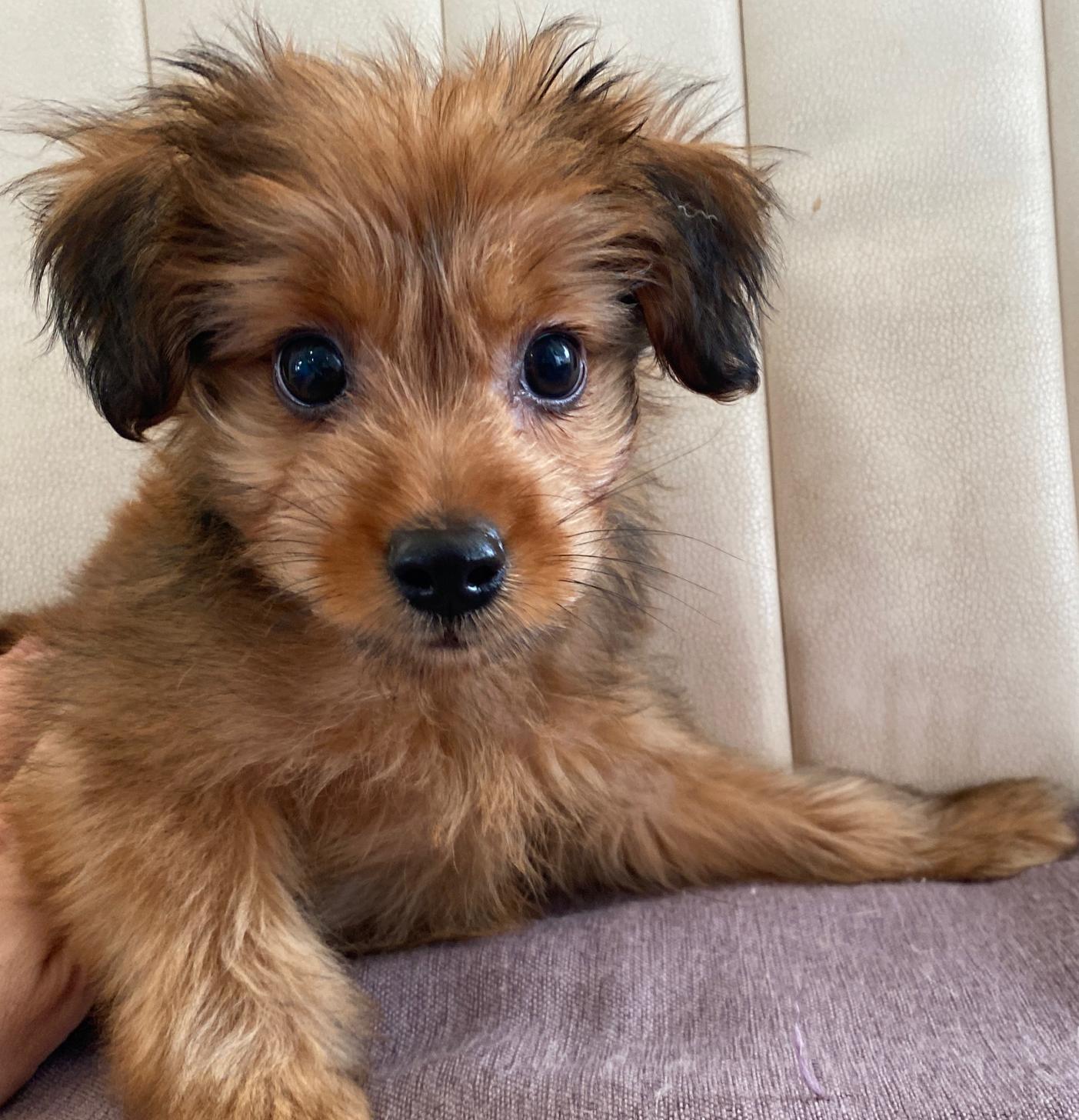 熊本県のハーフ犬・ミックス犬 (スタードッグス新熊本店/2025年3月16日生まれ/男の子/レッド)の子犬