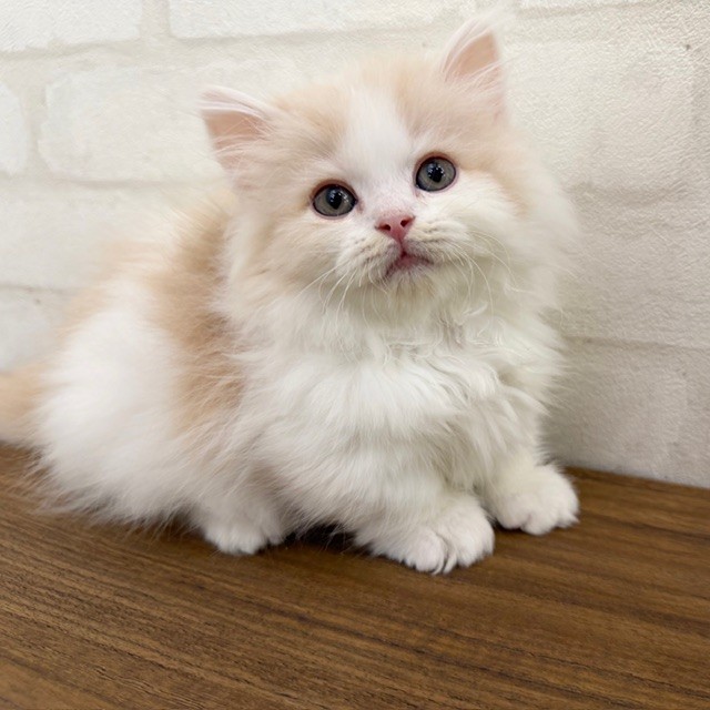 東京都のマンチカン (ペッツコンシェルMitteN府中店/2026年1月28日生まれ/女の子/クリームタビーホワイト)の子猫