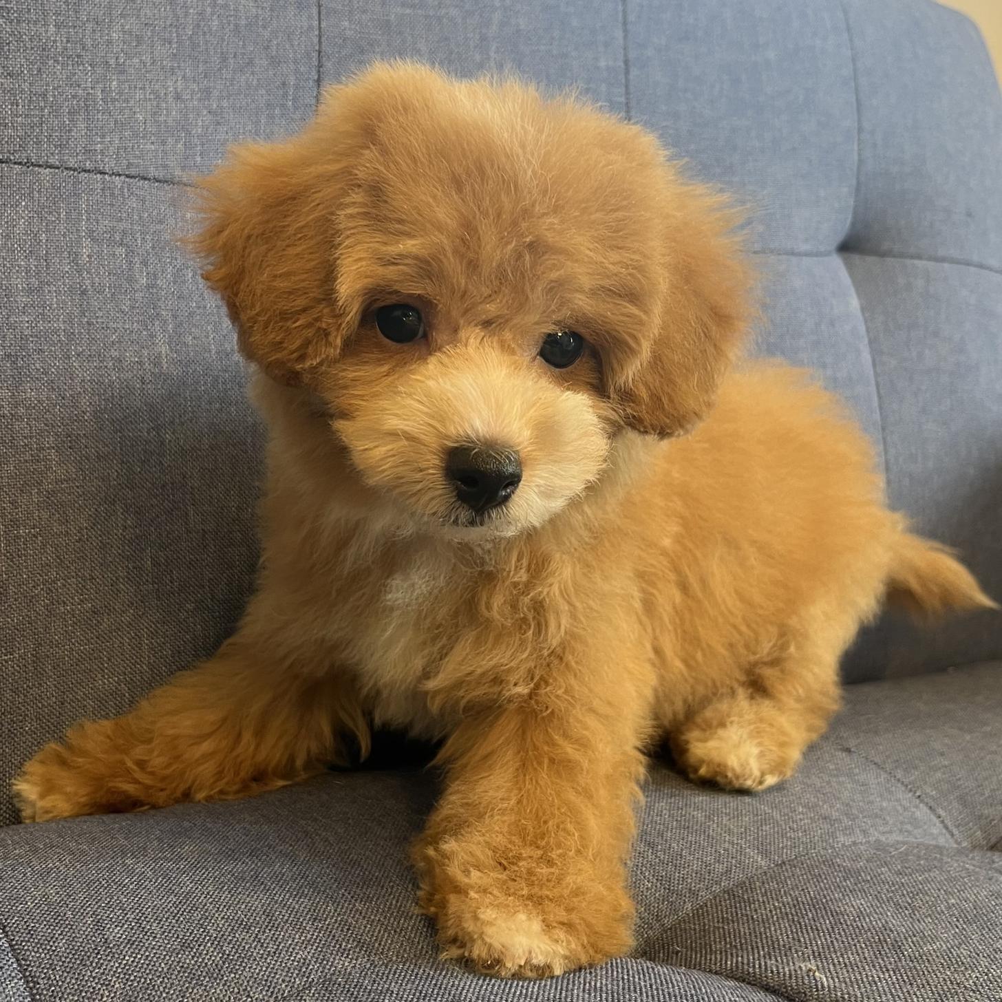 埼玉県のマルプー(マルチーズ×プードル) (ADELE PETS/2025年3月30日生まれ/男の子/レッドホワイト)の子犬の1枚目の画像
