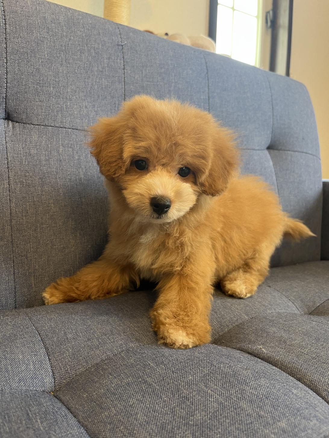埼玉県のマルプー(マルチーズ×プードル) (ADELE PETS/2025年3月30日生まれ/男の子/レッドホワイト)の子犬の2枚目の画像