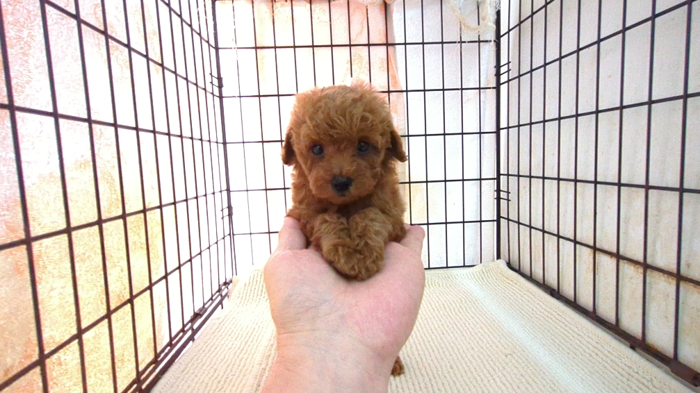 茨城県のトイプードル(トイ) (ペットショップスズキ/2026年4月25日生まれ/女の子/レッド)の子犬