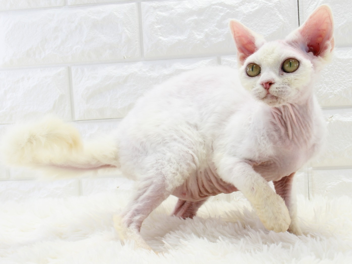愛知県のデボンレックス (猫福家 名古屋南店/2025年3月7日生まれ/女の子/ホワイト)の子猫の1枚目の画像