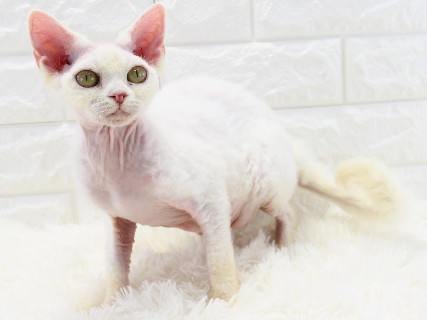 愛知県のデボンレックス (猫福家 名古屋南店/2025年3月7日生まれ/女の子/ホワイト)の子猫の2枚目の画像