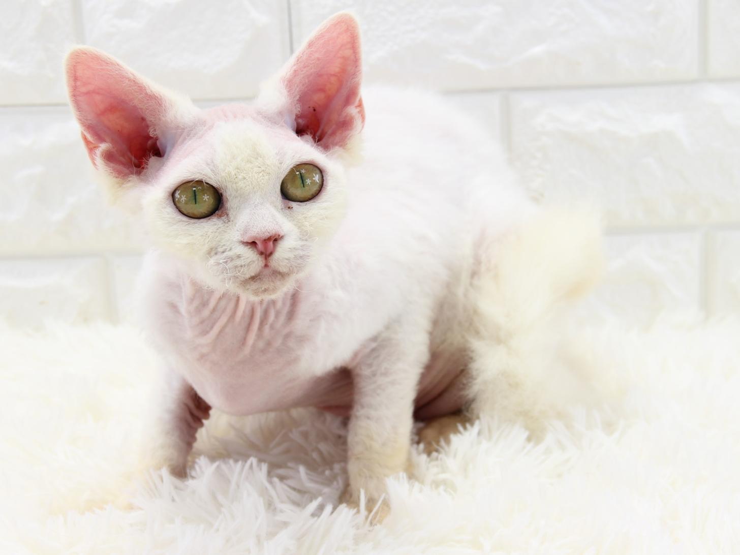 愛知県のデボンレックス (猫福家 名古屋南店/2025年3月7日生まれ/女の子/ホワイト)の子猫の3枚目の画像