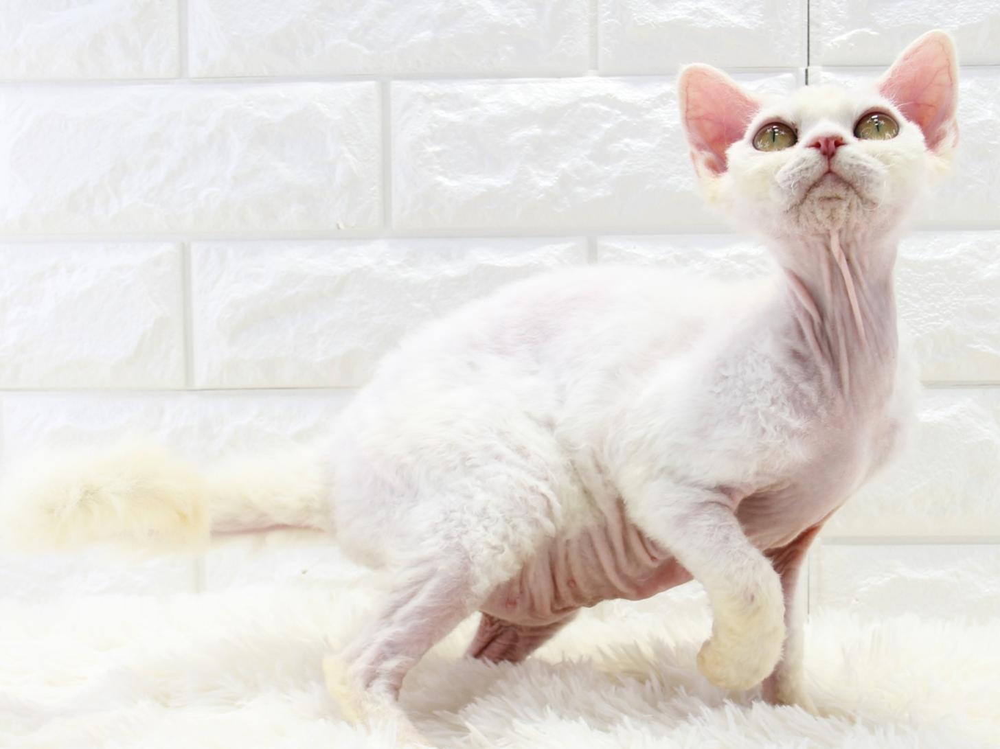 愛知県のデボンレックス (猫福家 名古屋南店/2025年3月7日生まれ/女の子/ホワイト)の子猫の4枚目の画像