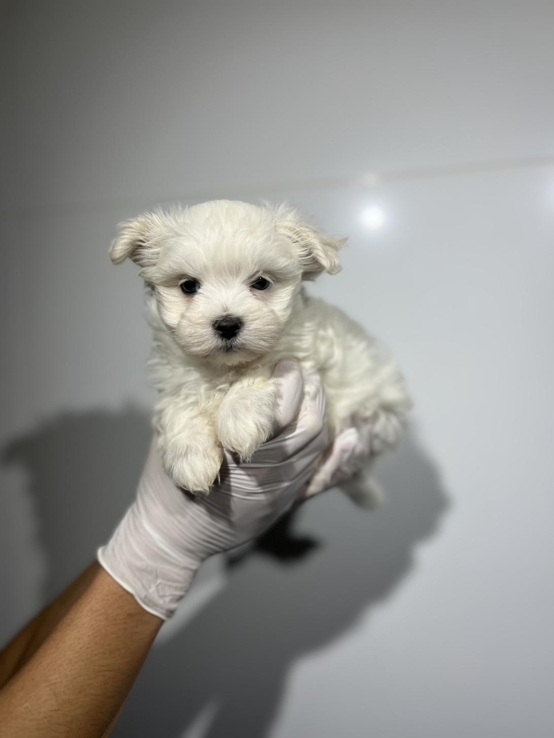 埼玉県のマルチーズ (ペッツスマイル加須インター店/2025年9月27日生まれ/男の子/ホワイト)の子犬の1枚目の画像