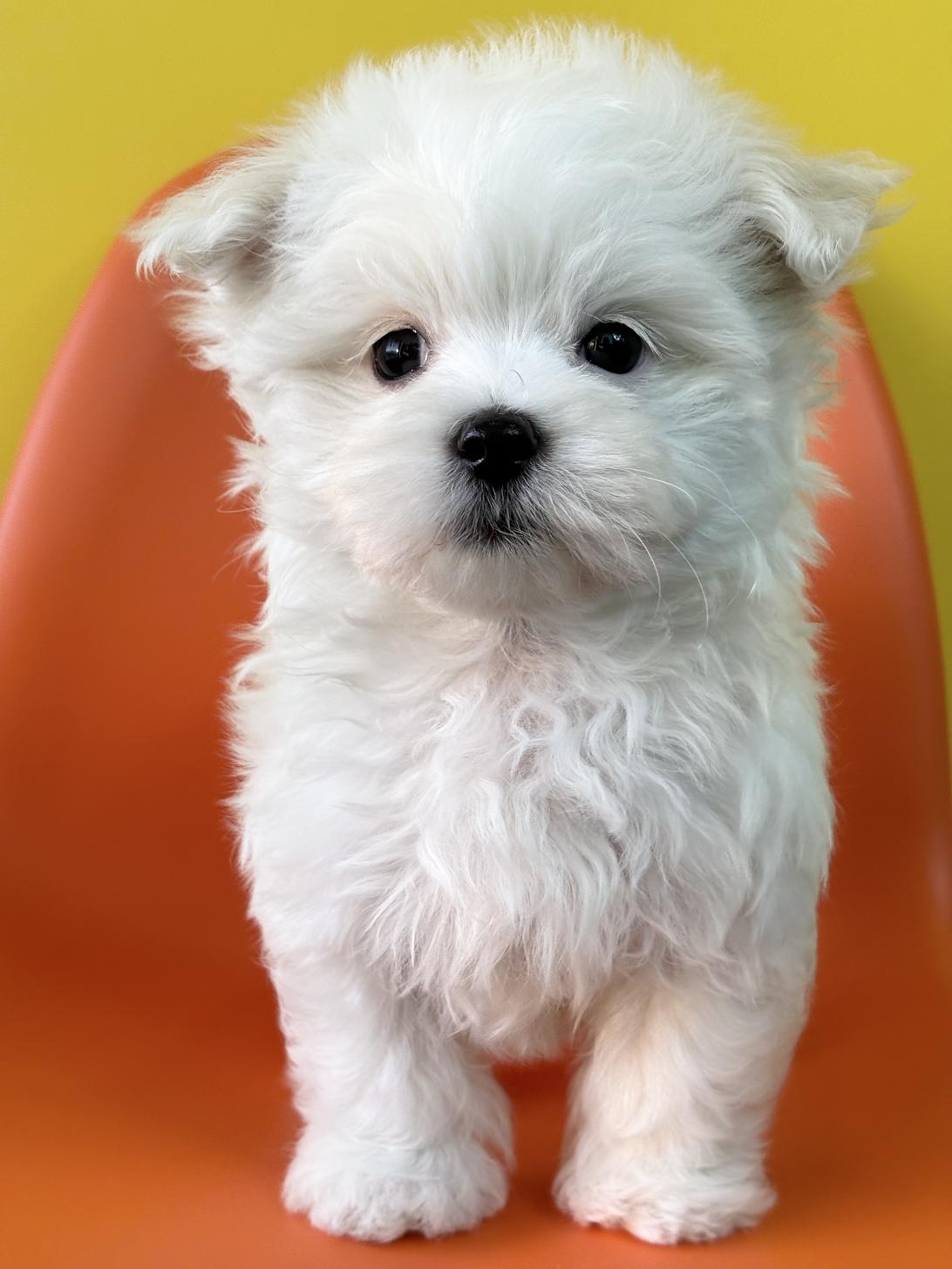 埼玉県のマルチーズ (ペッツスマイル加須インター店/2025年9月27日生まれ/男の子/ホワイト)の子犬の1枚目の画像