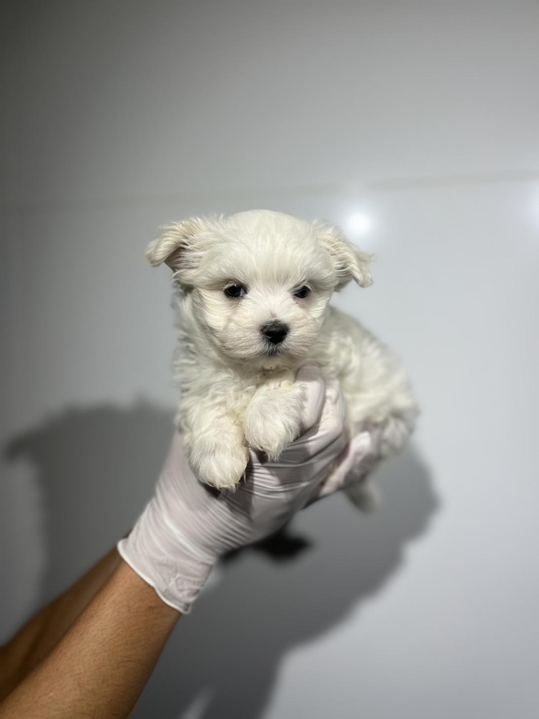 埼玉県のマルチーズ (ペッツスマイル加須インター店/2025年9月27日生まれ/男の子/ホワイト)の子犬の2枚目の画像