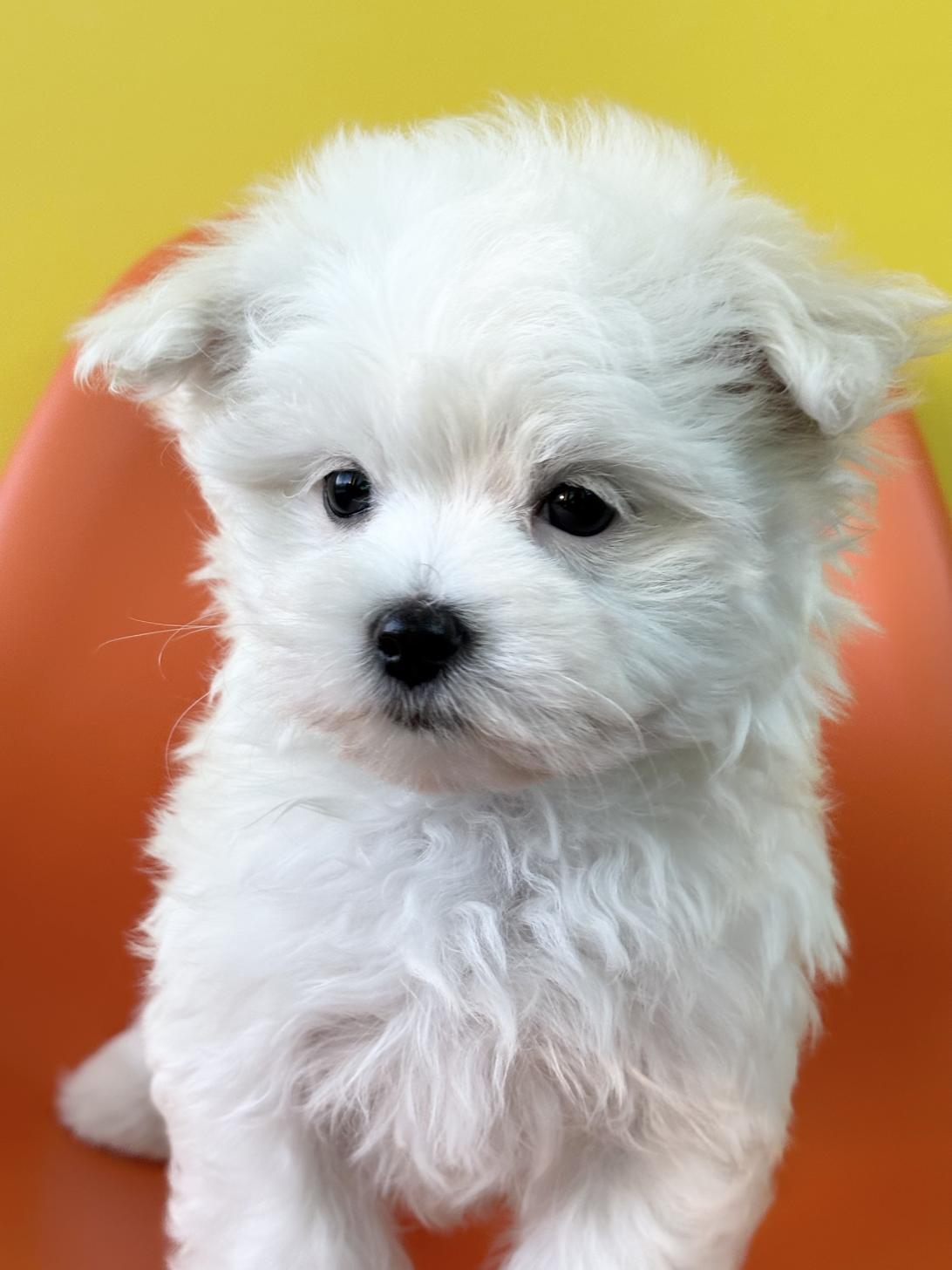 埼玉県のマルチーズ (ペッツスマイル加須インター店/2025年9月27日生まれ/男の子/ホワイト)の子犬の2枚目の画像