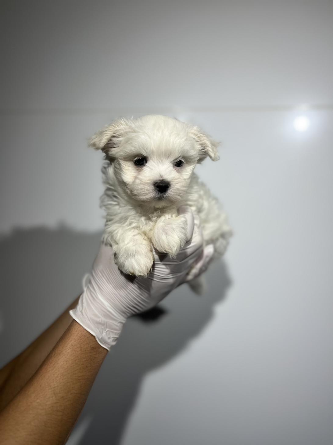 埼玉県のマルチーズ (ペッツスマイル加須インター店/2025年9月27日生まれ/男の子/ホワイト)の子犬の3枚目の画像