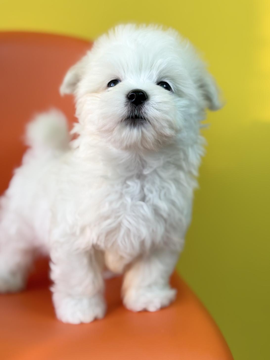 埼玉県のマルチーズ (ペッツスマイル加須インター店/2025年9月27日生まれ/男の子/ホワイト)の子犬の3枚目の画像