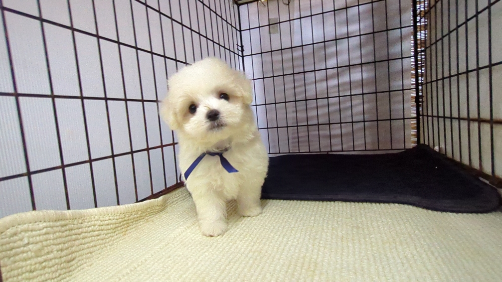 茨城県のマルチーズ (ペットショップスズキ/2026年7月24日生まれ/男の子/白)の子犬の1枚目の画像