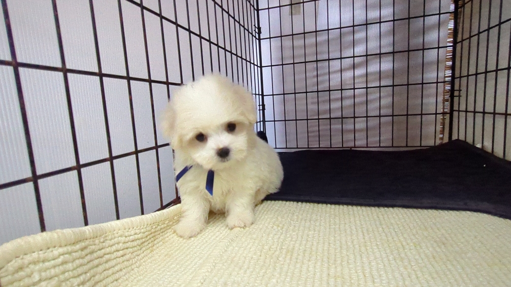 茨城県のマルチーズ (ペットショップスズキ/2026年7月24日生まれ/男の子/白)の子犬の2枚目の画像