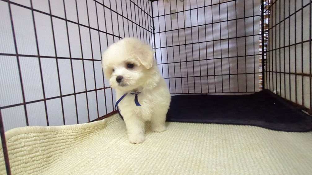茨城県のマルチーズ (ペットショップスズキ/2026年7月24日生まれ/男の子/白)の子犬の3枚目の画像