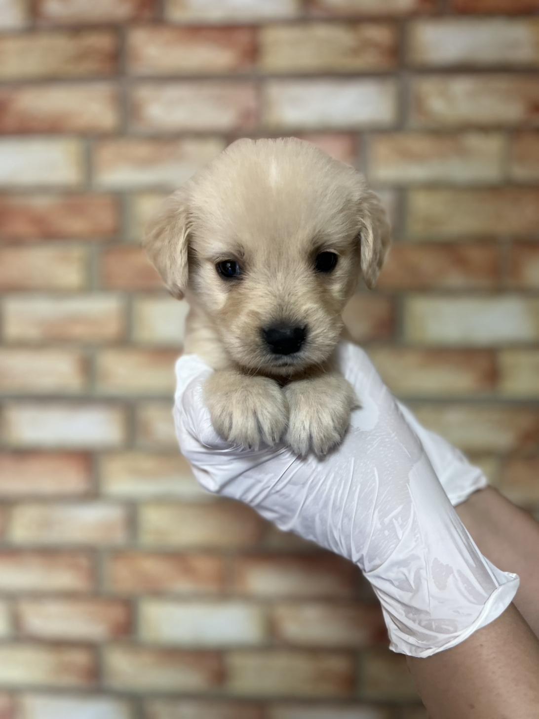 埼玉県のハーフ犬・ミックス犬 (ペッツスマイル加須インター店/2025年4月19日生まれ/男の子/ゴールデン)の子犬