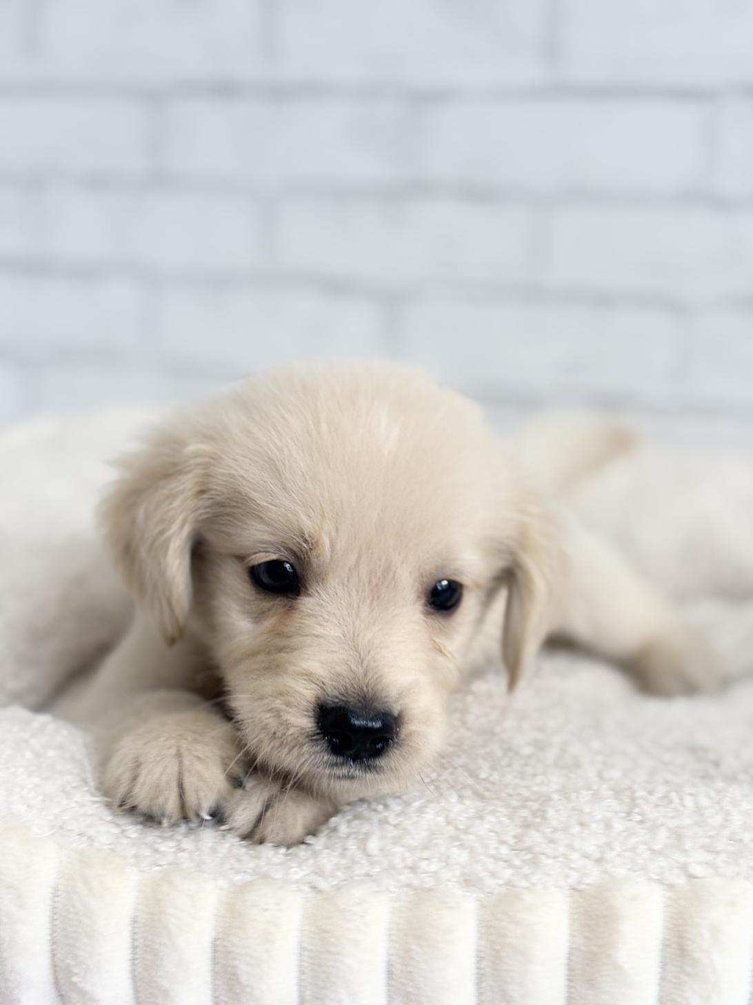 埼玉県のハーフ犬・ミックス犬 (ペッツスマイル加須インター店/2025年4月19日生まれ/男の子/ゴールデン)の子犬の1枚目の画像