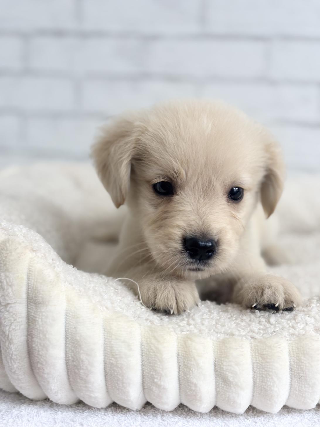 埼玉県のハーフ犬・ミックス犬 (ペッツスマイル加須インター店/2025年4月19日生まれ/男の子/ゴールデン)の子犬の2枚目の画像