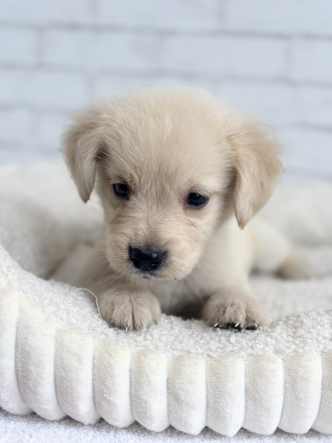 埼玉県のハーフ犬・ミックス犬 (ペッツスマイル加須インター店/2025年4月19日生まれ/男の子/ゴールデン)の子犬の3枚目の画像