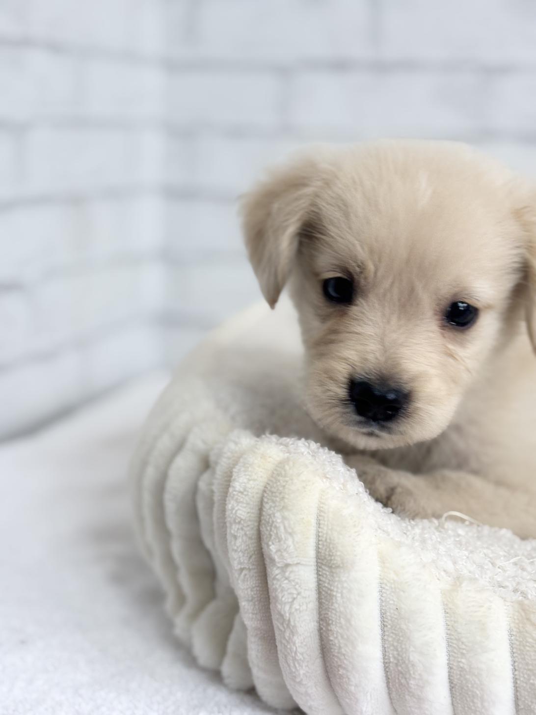埼玉県のハーフ犬・ミックス犬 (ペッツスマイル加須インター店/2025年4月19日生まれ/男の子/ゴールデン)の子犬の4枚目の画像
