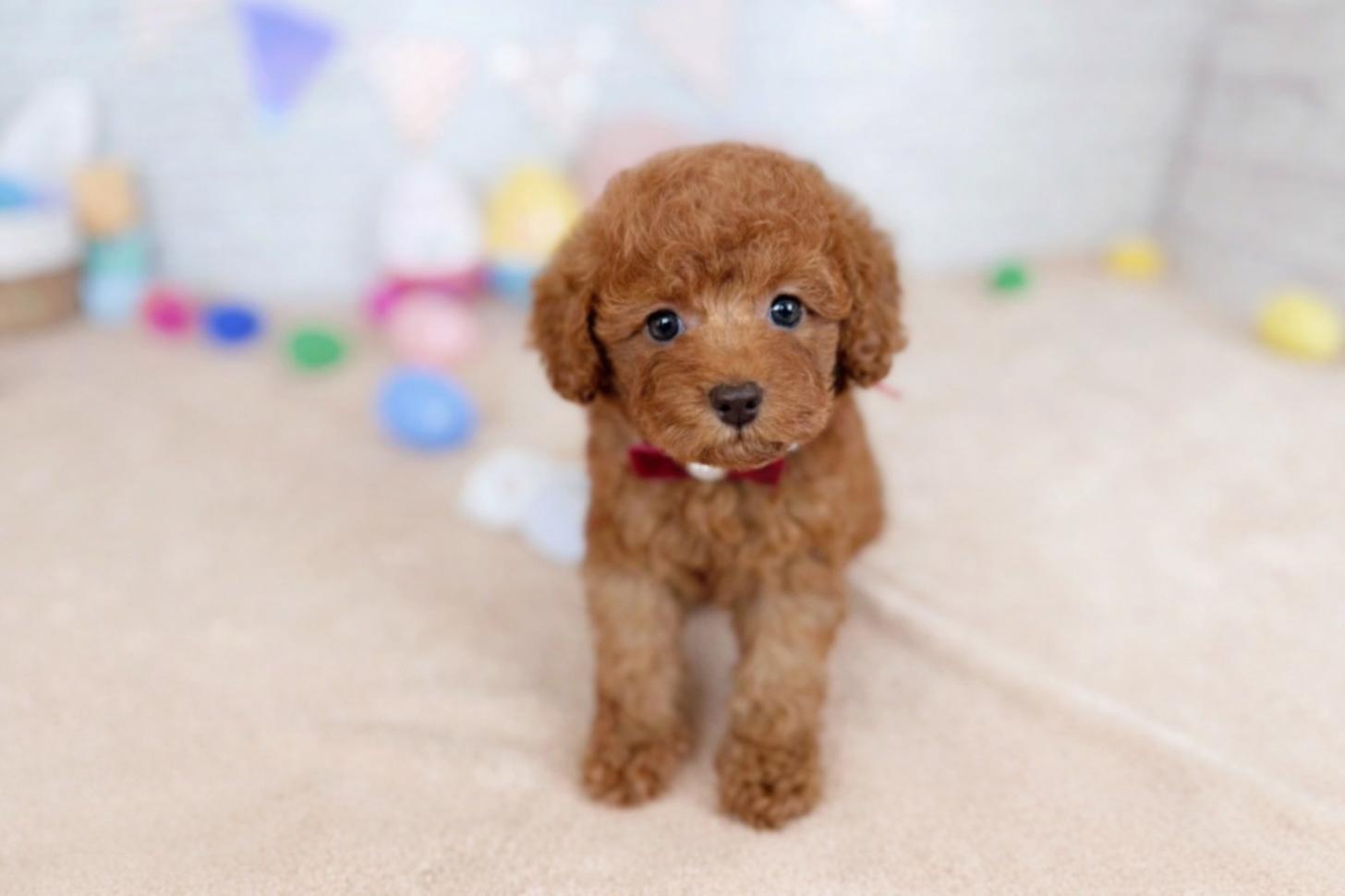 北海道のトイプードル(トイ) (ペットショップだんぼ/2026年1月1日生まれ/女の子/レッド)の子犬