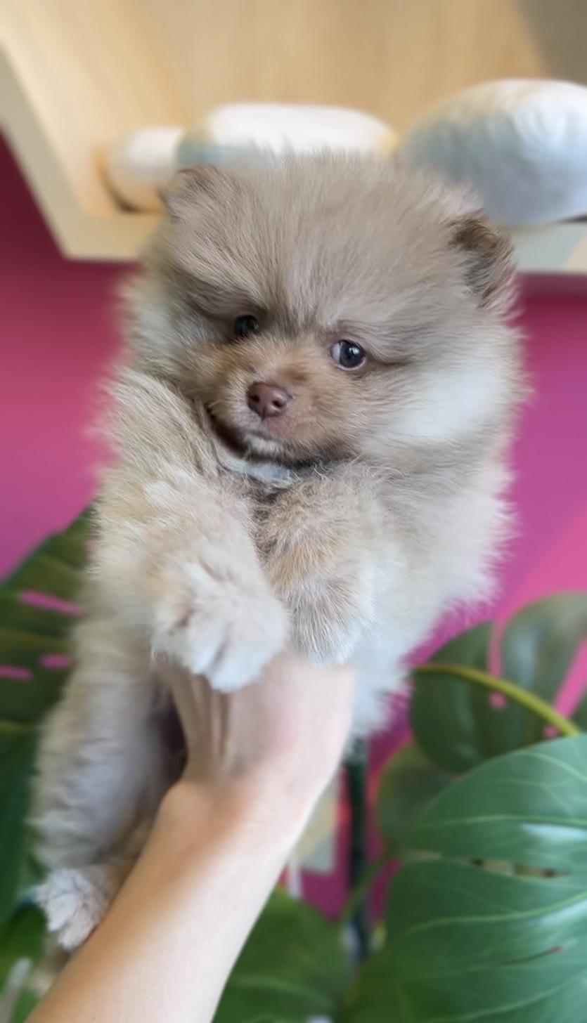 埼玉県のポメラニアン (PET SHOP Tiny tales/2025年12月14日生まれ/男の子/チョコレートフォーン)の子犬の2枚目の画像