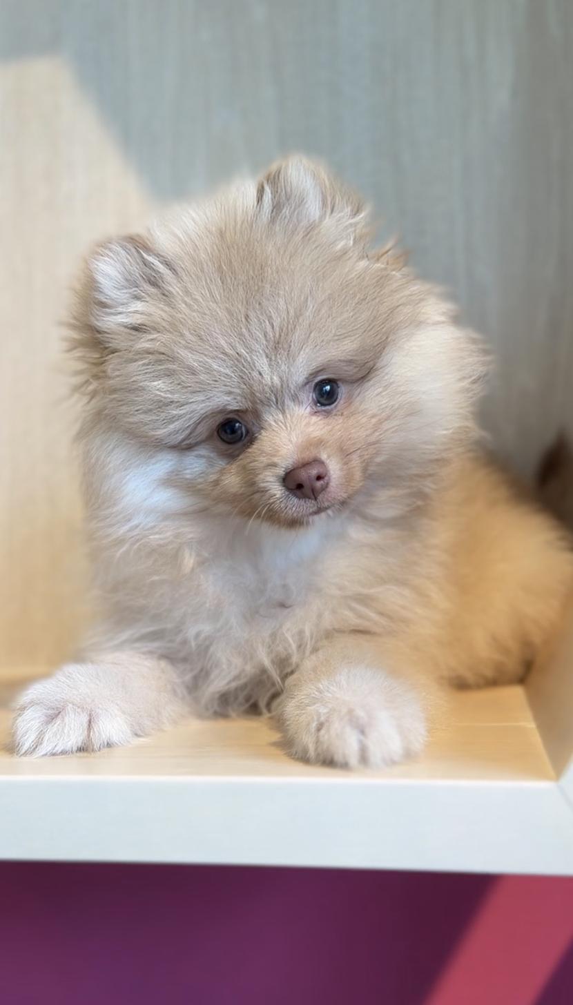 埼玉県のポメラニアン (PET SHOP Tiny tales/2025年12月14日生まれ/男の子/チョコレートフォーン)の子犬の2枚目の画像