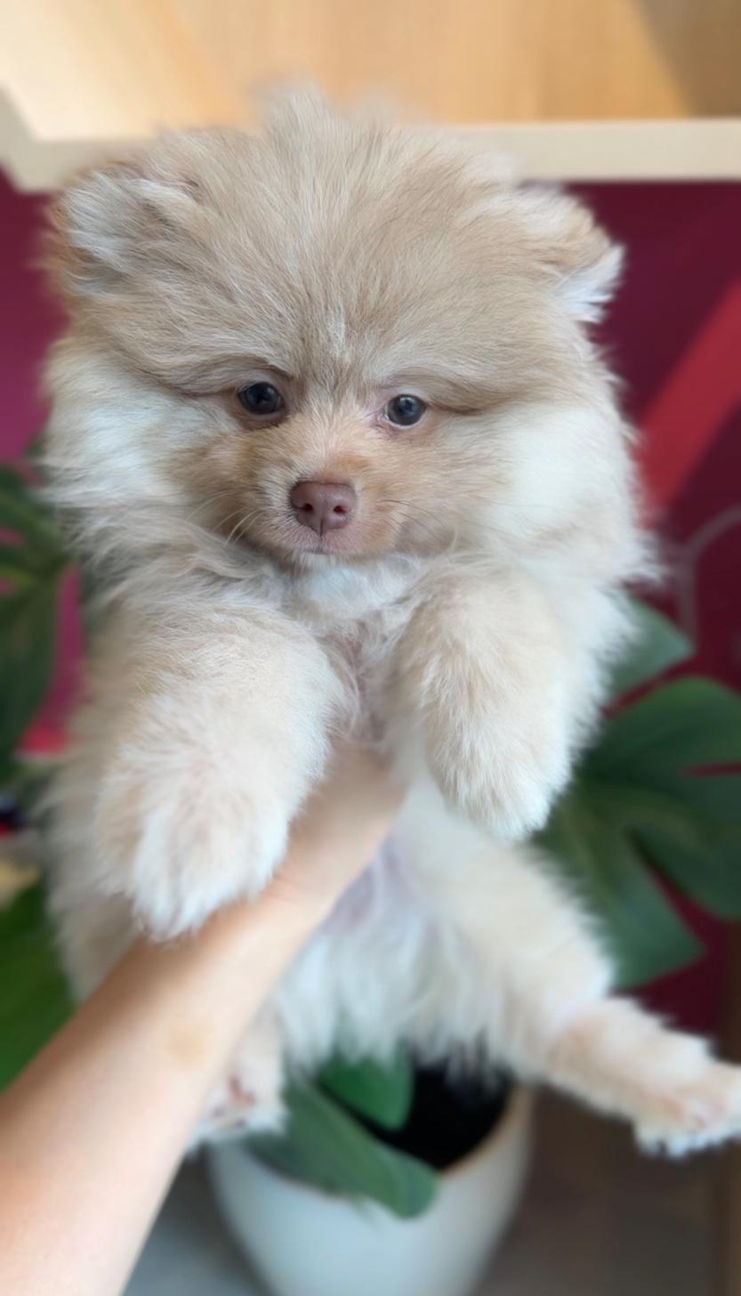 埼玉県のポメラニアン (PET SHOP Tiny tales/2025年12月14日生まれ/男の子/チョコレートフォーン)の子犬の2枚目の画像