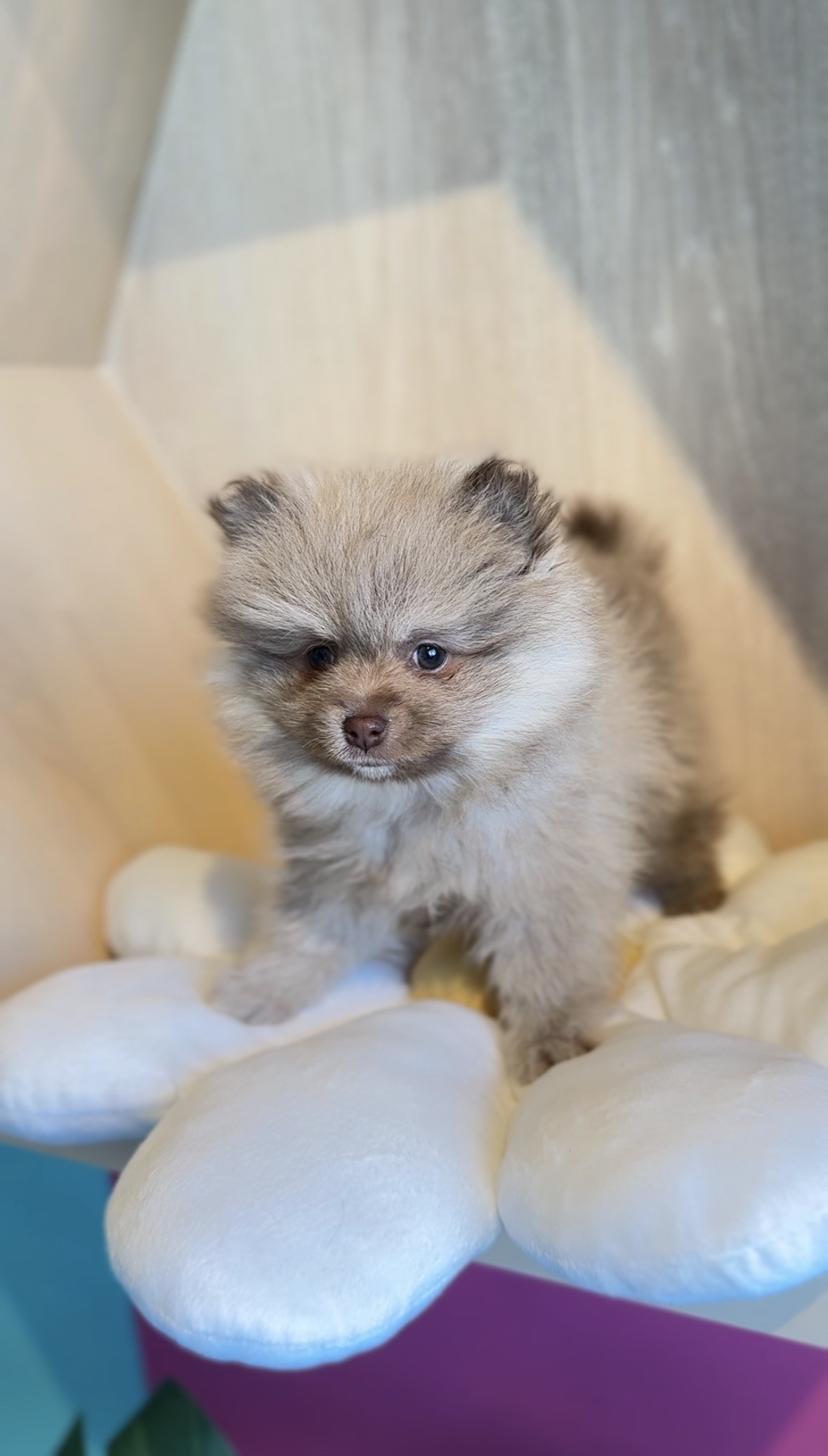 埼玉県のポメラニアン (PET SHOP Tiny tales/2025年12月14日生まれ/男の子/チョコレートフォーン)の子犬の3枚目の画像