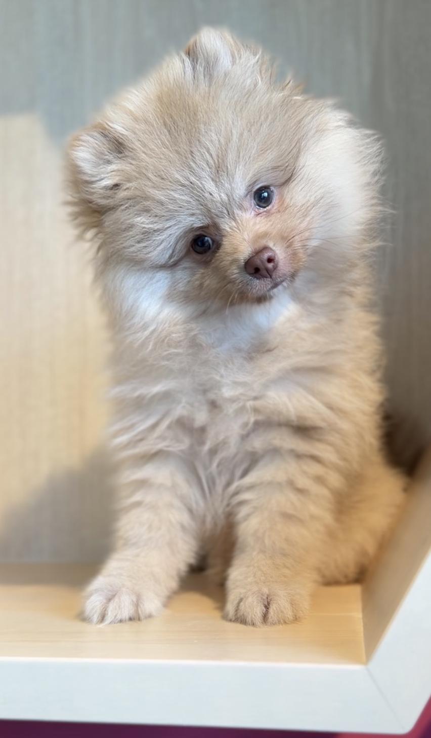 埼玉県のポメラニアン (PET SHOP Tiny tales/2025年12月14日生まれ/男の子/チョコレートフォーン)の子犬の3枚目の画像