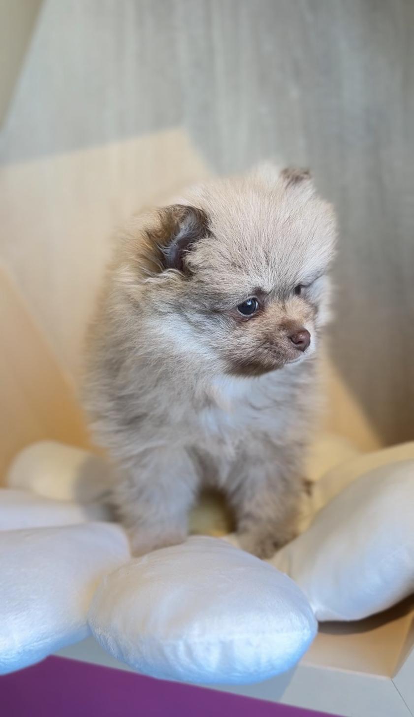 埼玉県のポメラニアン (PET SHOP Tiny tales/2025年12月14日生まれ/男の子/チョコレートフォーン)の子犬の4枚目の画像