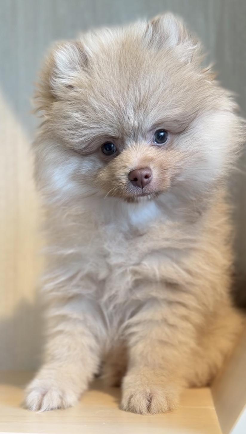 埼玉県のポメラニアン (PET SHOP Tiny tales/2025年12月14日生まれ/男の子/チョコレートフォーン)の子犬の4枚目の画像