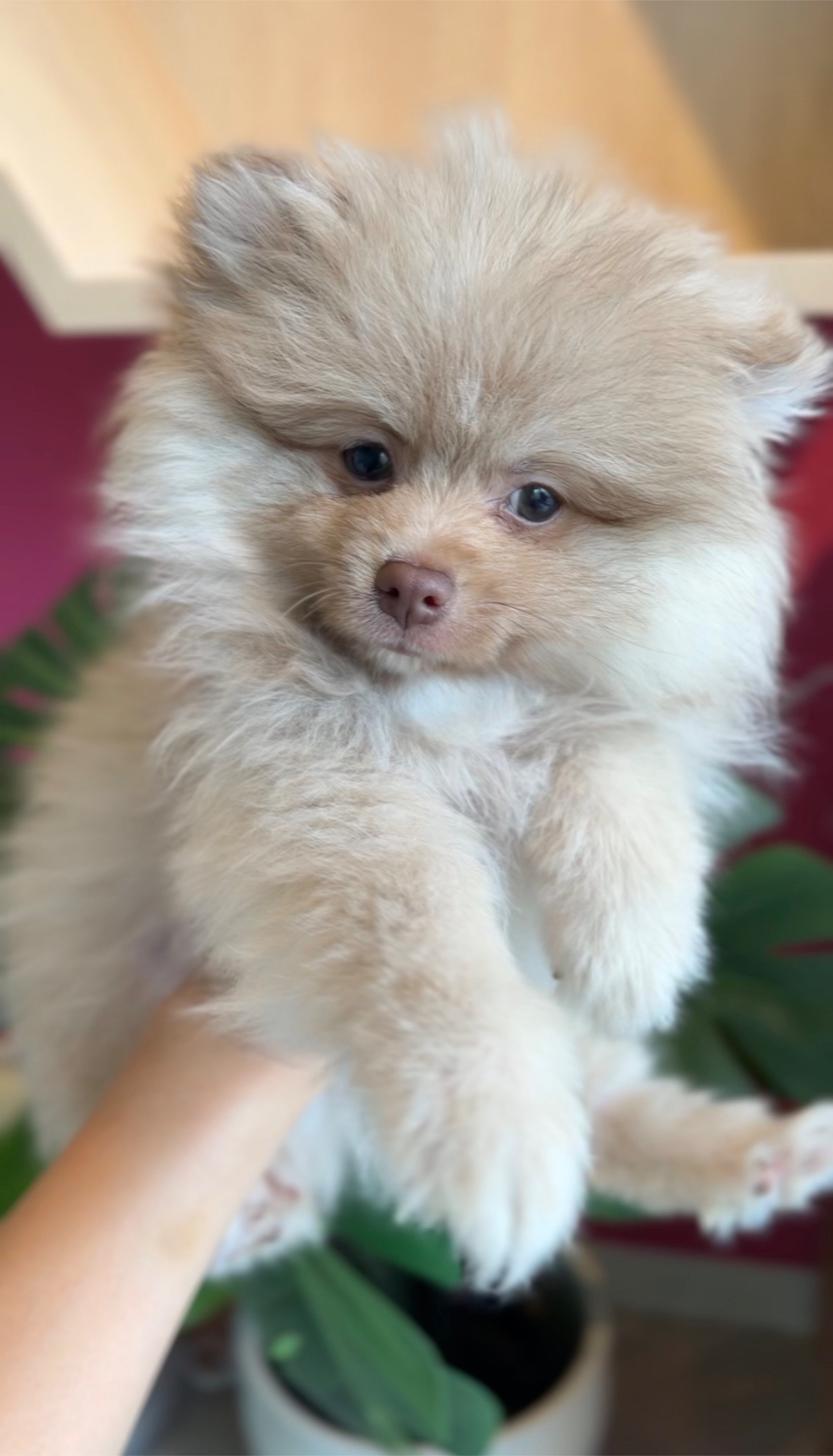 埼玉県のポメラニアン (PET SHOP Tiny tales/2025年12月14日生まれ/男の子/チョコレートフォーン)の子犬の4枚目の画像