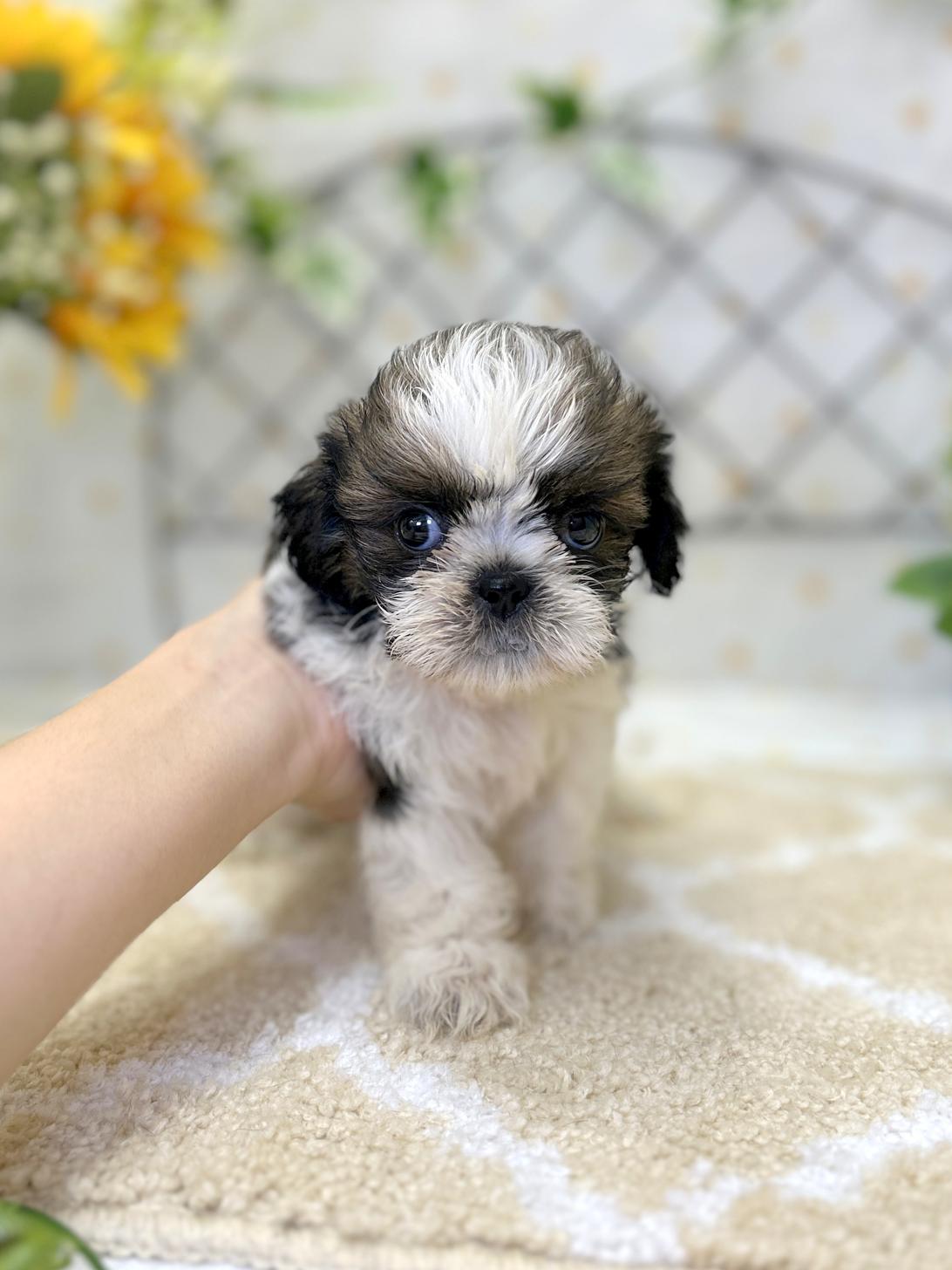 北海道のシーズー (ラブワンコ平岸店/2026年6月7日生まれ/女の子/ゴールドホワイト)の子犬